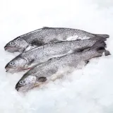 Chilled skinned rainbow trout