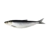 Lightly salted Atlantic HERRING