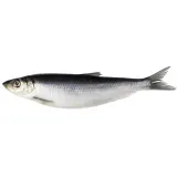 Sūdyta atlantinė silkė su galva, 1 kg