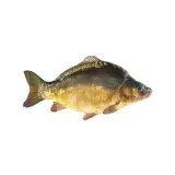 Chilled common carp KINTAI, 1 kg