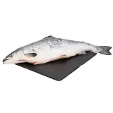 Atlantic chilled salmon gutted with head SALMO SALAR