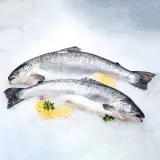 Gutted chilled Atlantic salmon with head