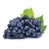 Blue grapes BON VIA