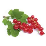 Red currants, 125 g