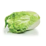 Chinese cabbage
