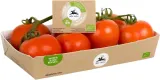 Tomatoes on the vine, organic