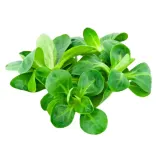 Salad SULTENĖ