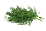 Dill, II grade